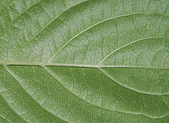 Image 3: The surface of a leaf.