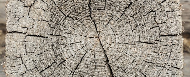 Rough wood textured wood rings. Gray cut slice of a tree, showing age and years