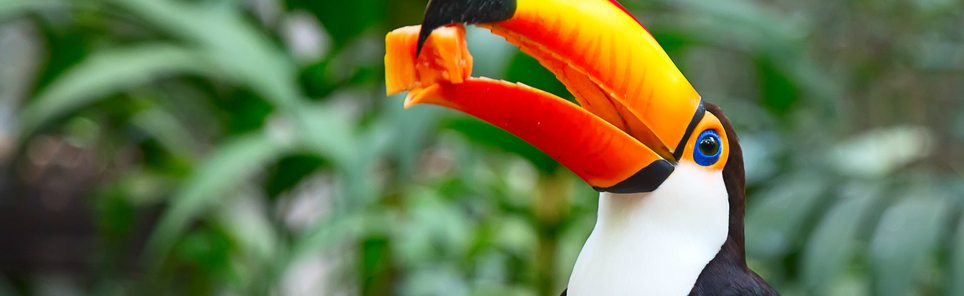 toucan UI featured image