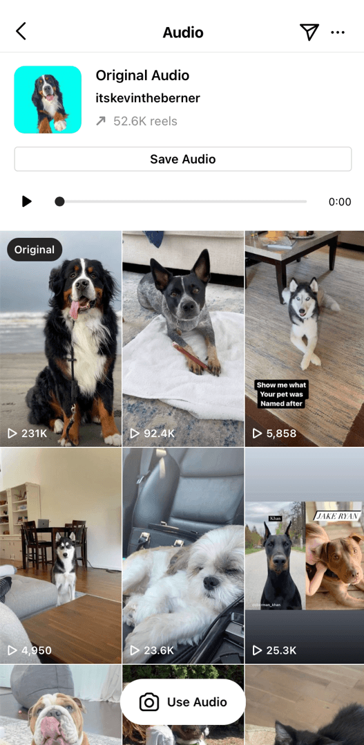 A page featuring reels audio and images of cats and dogs