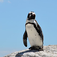 penguin