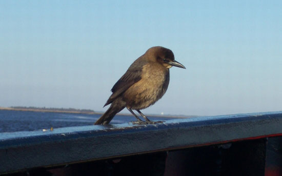 0032 07 ferrybird