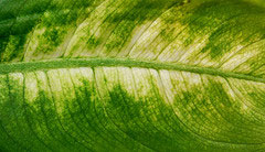 01 07 leaf 60