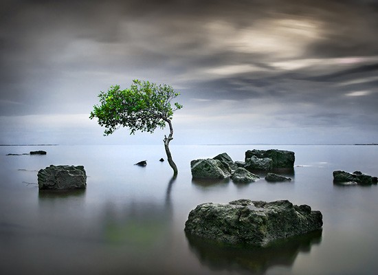 Zen Tree