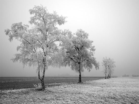 Frozen Trees