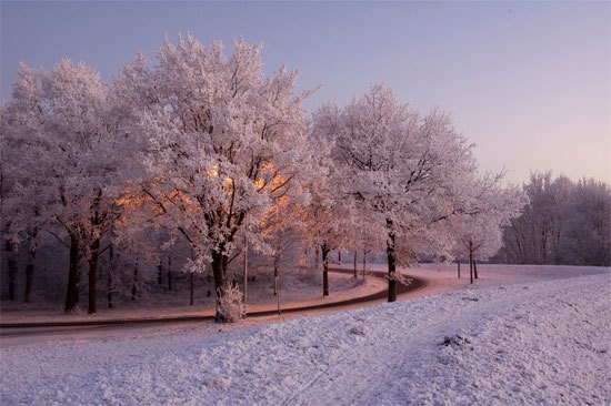 Glowing tree