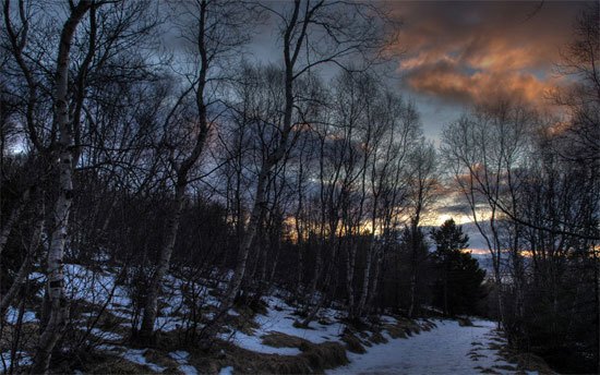 Birches in Winter