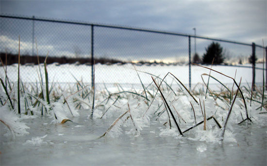 Grass and Frost