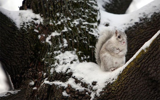 Mother Squirrel With Winter Camouflage