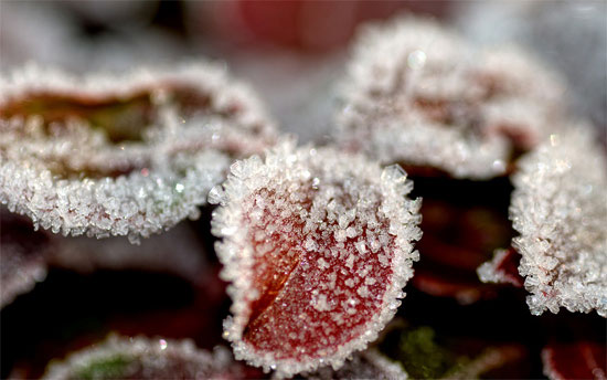 Frosted Leaves