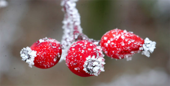 Iced hips