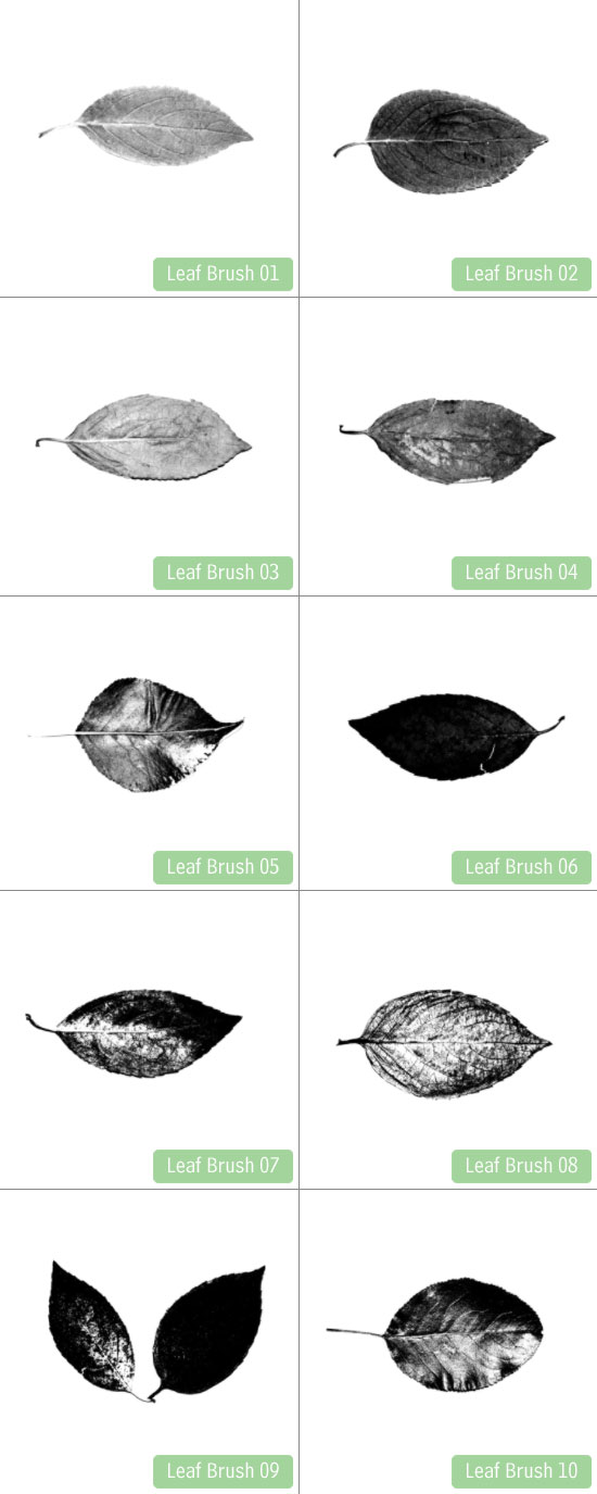 Leaf'd: 10 Free High-Res Photoshop Leaf Brushes - Preview