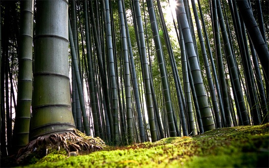 Best Websites to Download Free High Resolution Wallpapers or Desktop Backgrounds - Quertime