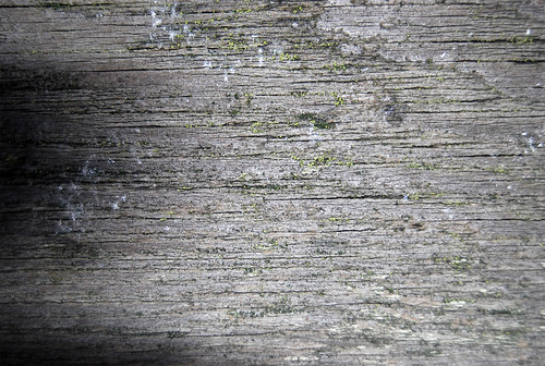 Wood Texture 04