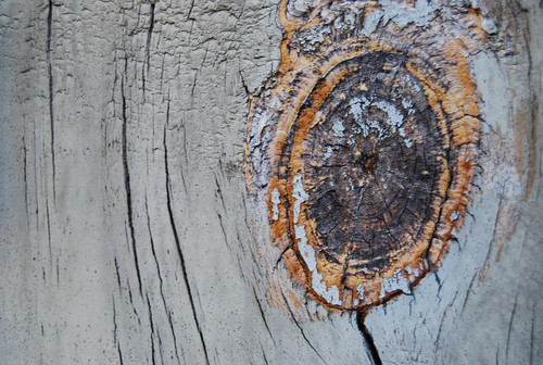 Wood Texture 02