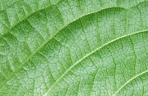 Leaf Texture 02