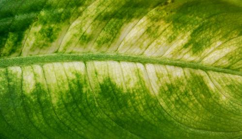 Leaf Texture 05