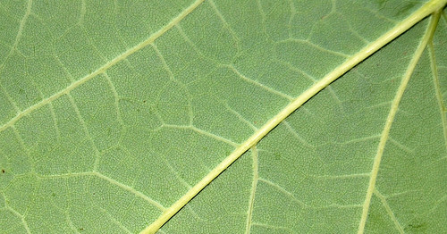 Leaf Texture 08