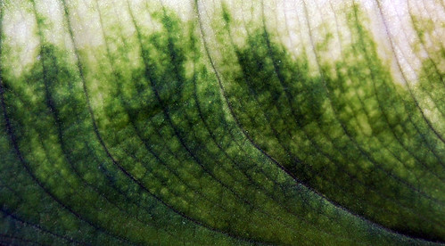 Leaf Texture 07