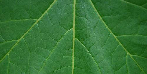 Leaf Texture 10