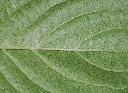 Leaf Texture 01