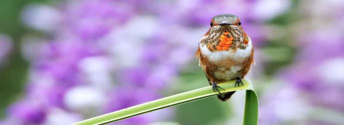 A hummingbird with iridescent red throat feathers perched on a green stem with a blurred background of purple flowers.