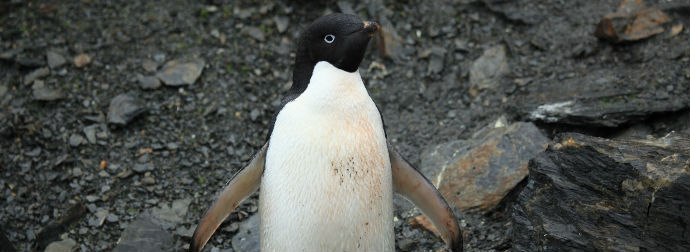 An Adelie penguin standing on rocky terrain, facing the camera with its head turned slightly, featuring its distinctive black and white plumage with minor dirt patches on its chest.