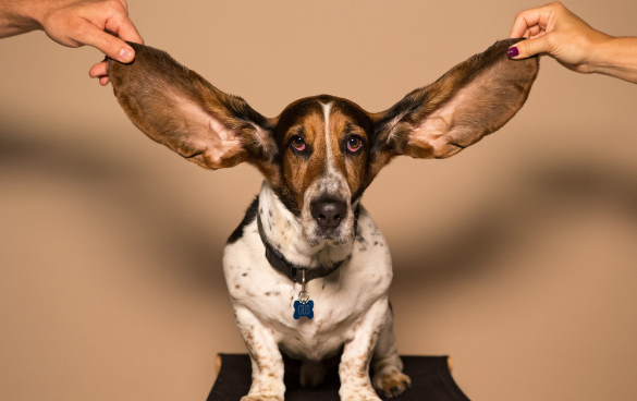 A dog with its long ears being held outstretched by two hands, giving the appearance of having large wings.