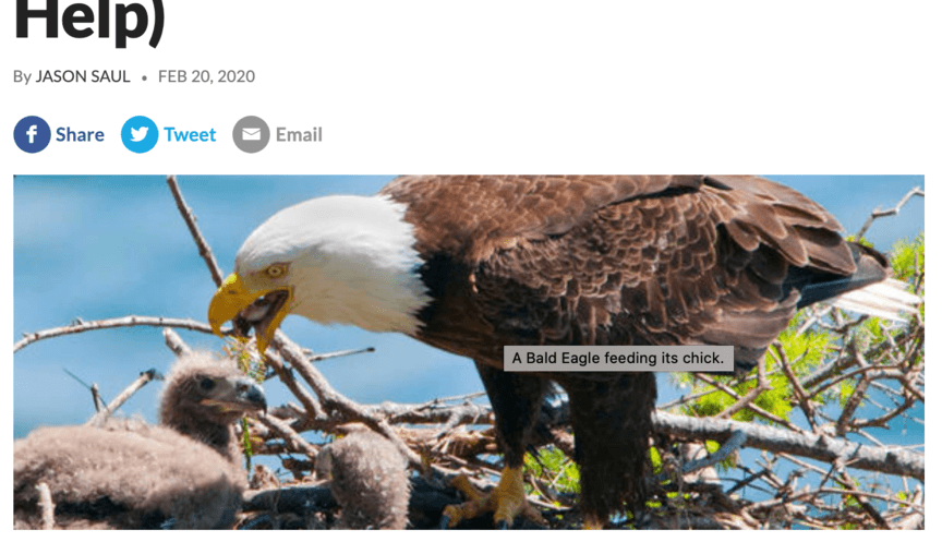 bald eagle image with alt text