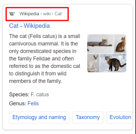 Screenshot of a Wikipedia search result for 'Cat', showing a brief description and images of various cats.