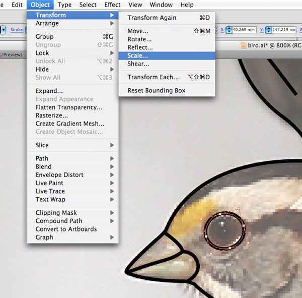 Drawing the Bird