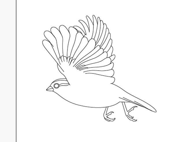 Drawing the Bird