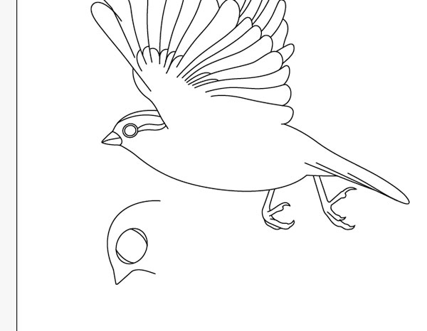 Drawing the Bird