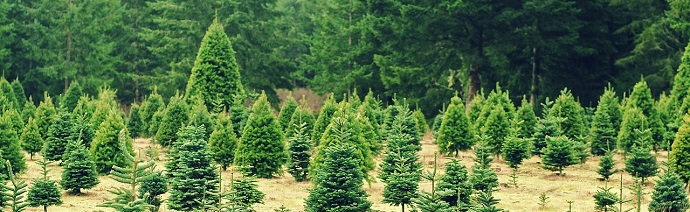 A Christmas tree farm with rows of young conifer trees in the foreground and a dense conifer forest in the background.