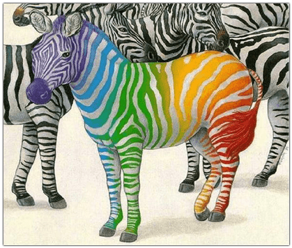 colorful zebra