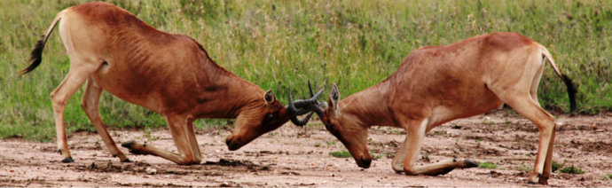 Two reddish-brown antelopes with curved horns engaging in a head-to-head confrontation in a grassy field.