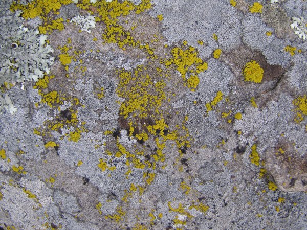 Grunge Stone Texture 03