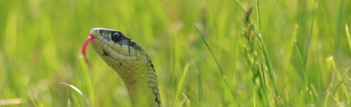 Close-up of a snake with its head raised above a grassy field, flicking its tongue out.