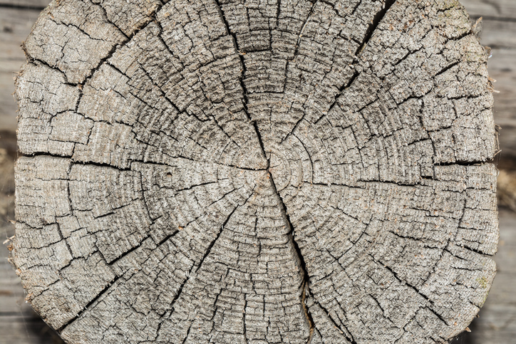 Rough wood textured wood rings. Gray cut slice of a tree, showing age and years