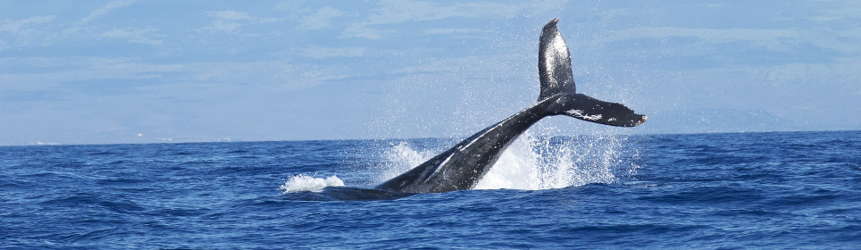 long-tail-whale