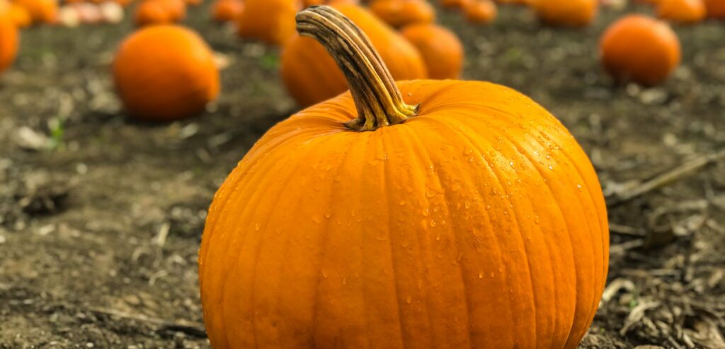 Close-up of a bright orange pumpkin with water droplets on it, with a blurred background of a pumpkin patch.