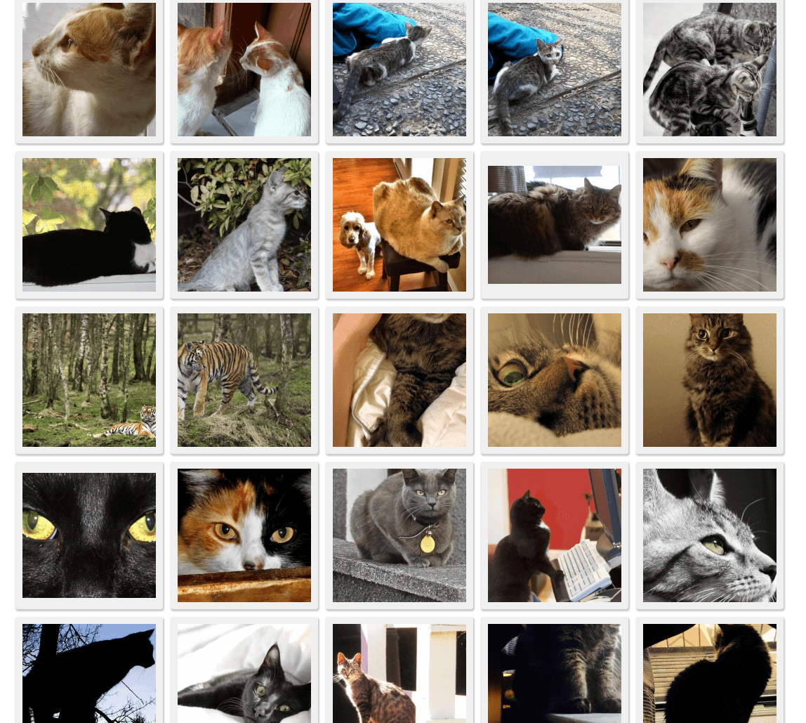 1,000+ Free Stray Cat & Cat Images - Pixabay