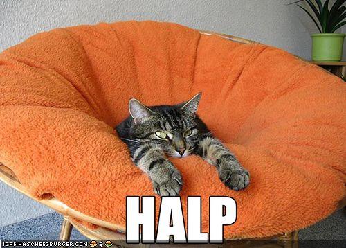 A tabby cat lounging in an orange chair with the humorous caption 'HALP' indicating a playful call for help.