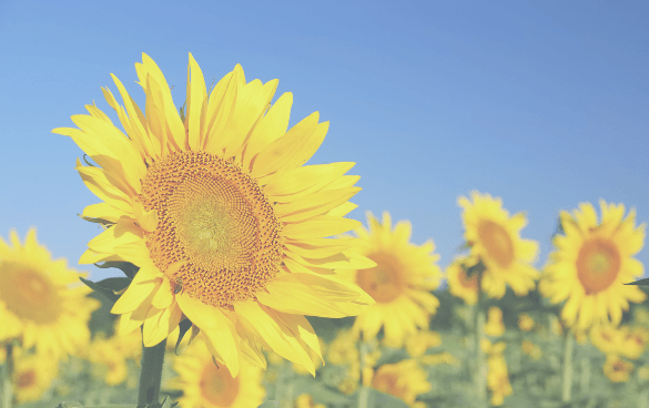 A field of blooming sunflowers with one in the foreground under a clear blue sky.