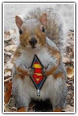 superman squirrel