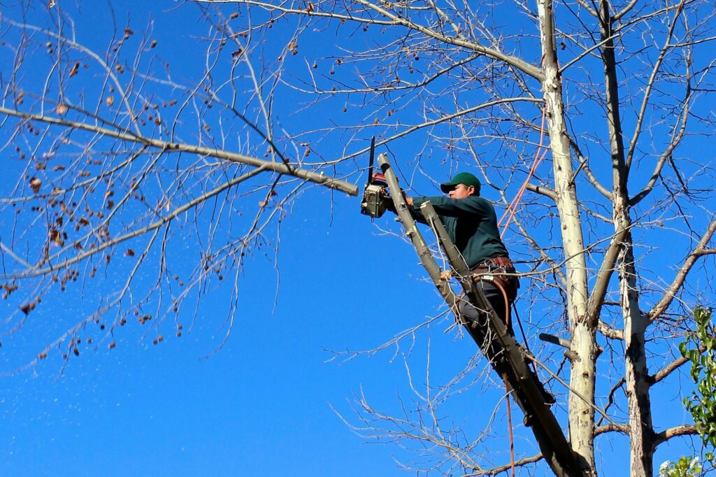 person trimming tree