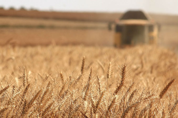 Ripe wheat ears in the foreground with a combine harvester working in the background on a clear day.