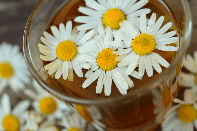 A glass of tea with white and yellow chamomile flowers floating on top and scattered around it.