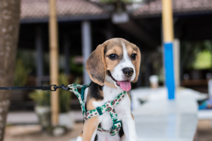 A young beagle puppy with a tricolor coat wearing a harness and leash, tongue out, in an outdoor setting.