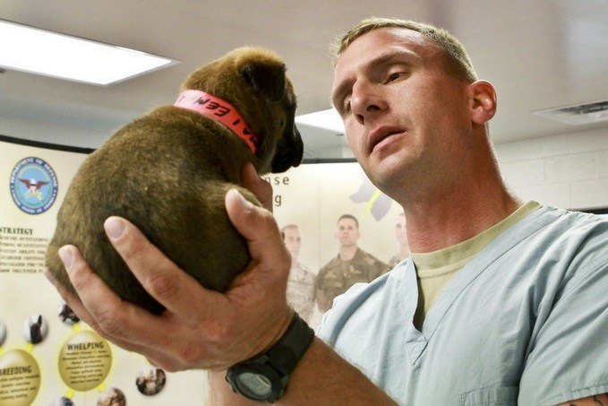 A man in a blue shirt gently holding and looking at a small brown puppy with a red collar, with posters about canine training in the background.